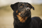 Beauceron