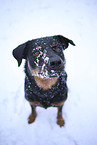 Beauceron in snow