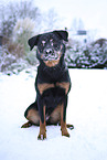 Beauceron in snow