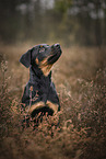 Beauceron