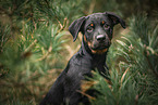 Beauceron