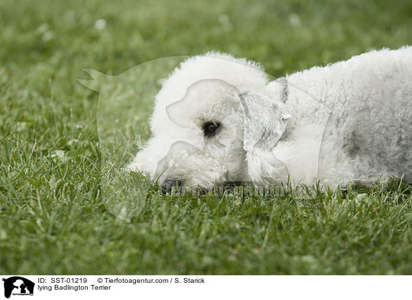 liegender Badlington Terrier / lying Badlington Terrier / SST-01219
