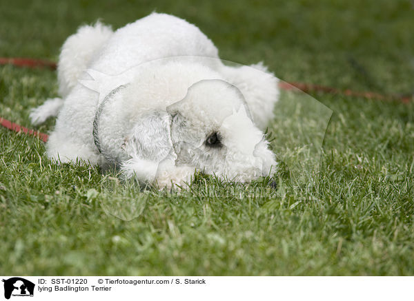 liegender Badlington Terrier / lying Badlington Terrier / SST-01220