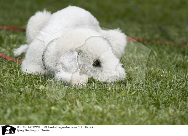 lying Badlington Terrier / SST-01220