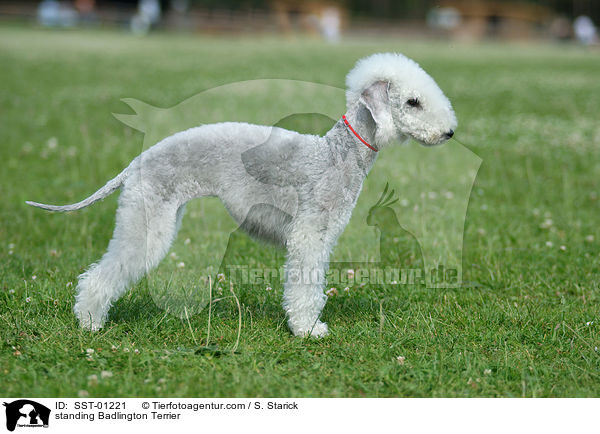 standing Badlington Terrier / SST-01221