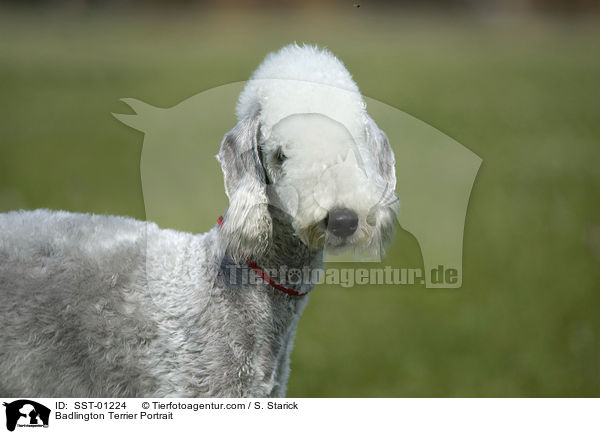 Badlington Terrier Portrait / SST-01224