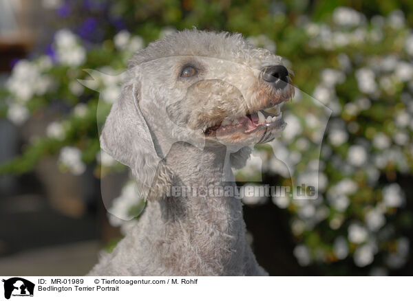 Bedlington Terrier Portrait / Bedlington Terrier Portrait / MR-01989