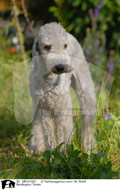 Bedlington Terrier / MR-01991