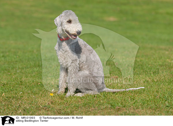 sitzender Bedlington Terrier / sitting Bedlington Terrier / MR-01993