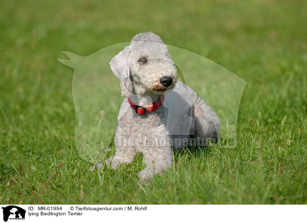 lying Bedlington Terrier / MR-01994