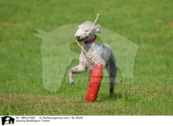 playing Bedlington Terrier / MR-01995