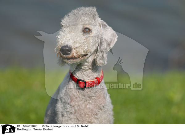 Bedlington Terrier Portrait / MR-01996