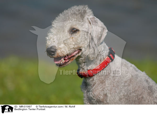Bedlington Terrier Portrait / MR-01997