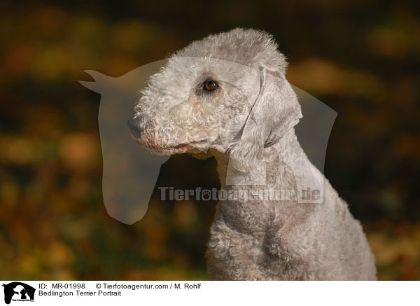 Bedlington Terrier Portrait / MR-01998