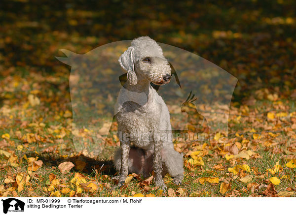 sitzender Bedlington Terrier / sitting Bedlington Terrier / MR-01999