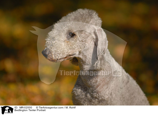 Bedlington Terrier Portrait / MR-02000