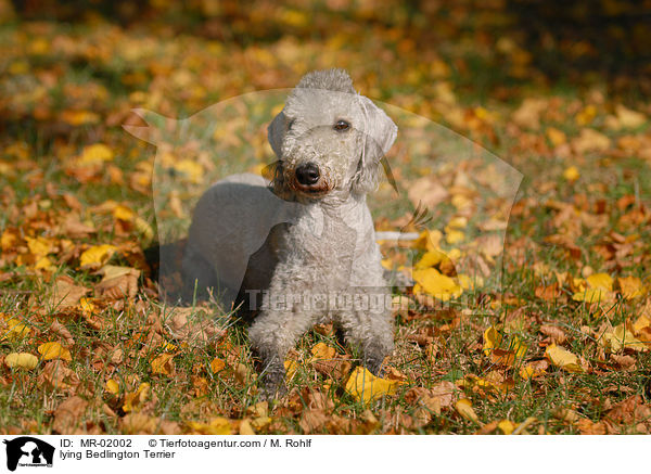 liegender Bedlington Terrier / lying Bedlington Terrier / MR-02002