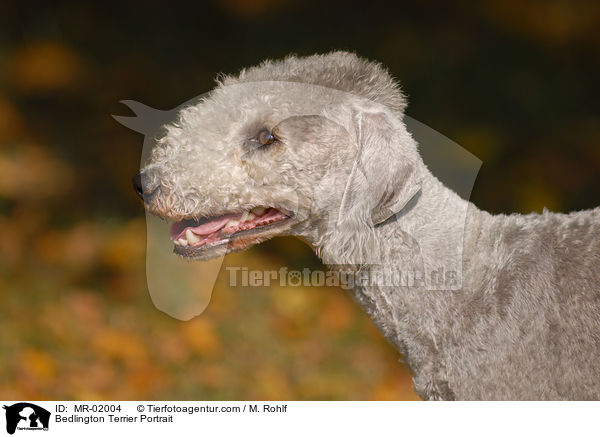 Bedlington Terrier Portrait / Bedlington Terrier Portrait / MR-02004