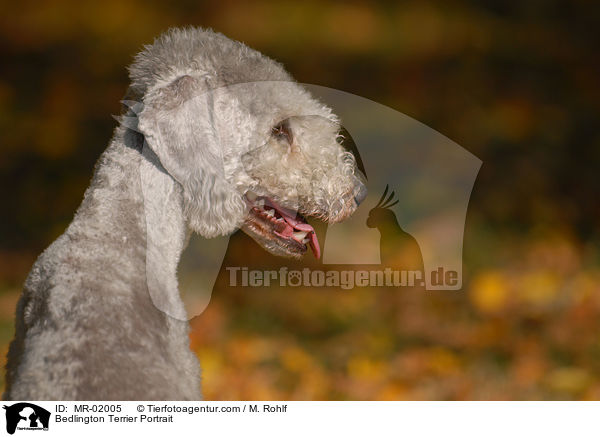 Bedlington Terrier Portrait / MR-02005