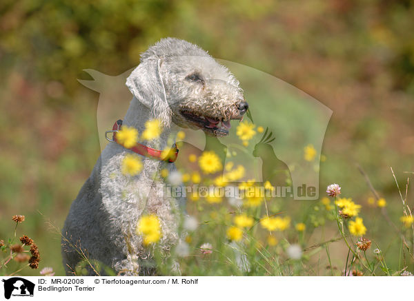 Bedlington Terrier / MR-02008