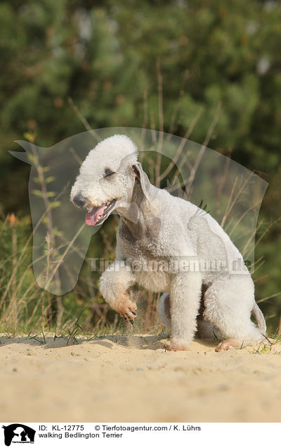 laufender Bedlington Terrier / walking Bedlington Terrier / KL-12775
