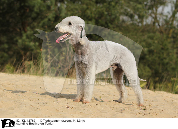 stehender Bedlington Terrier / standing Bedlington Terrier / KL-12786