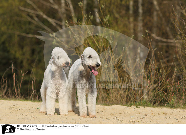 2 Bedlington Terrier / KL-12789