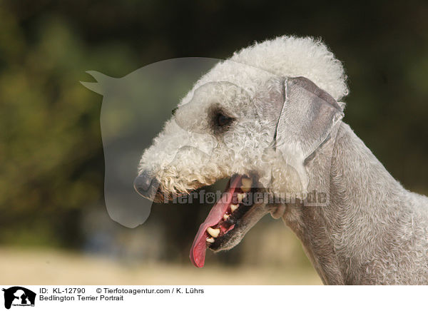 Bedlington Terrier Portrait / KL-12790