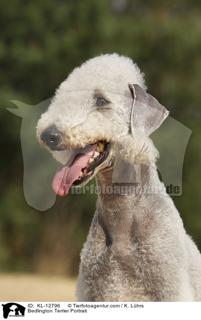 Bedlington Terrier Portrait / KL-12796