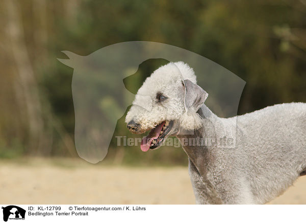 Bedlington Terrier Portrait / KL-12799