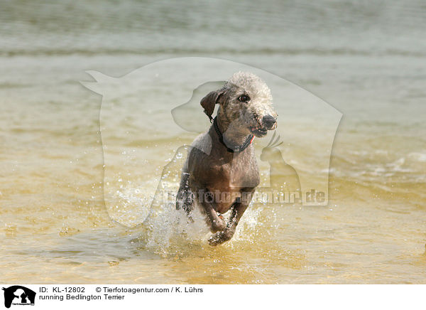 rennender Bedlington Terrier / running Bedlington Terrier / KL-12802