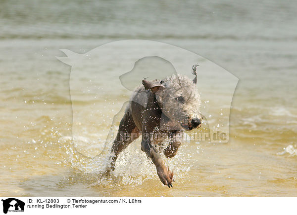 running Bedlington Terrier / KL-12803