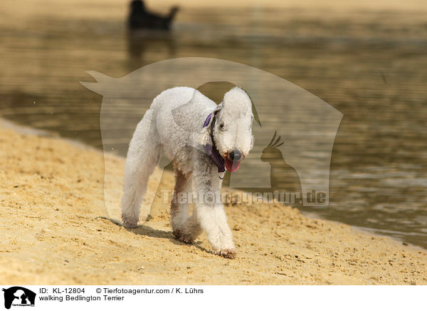 walking Bedlington Terrier / KL-12804