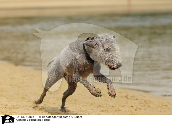 running Bedlington Terrier / KL-12805