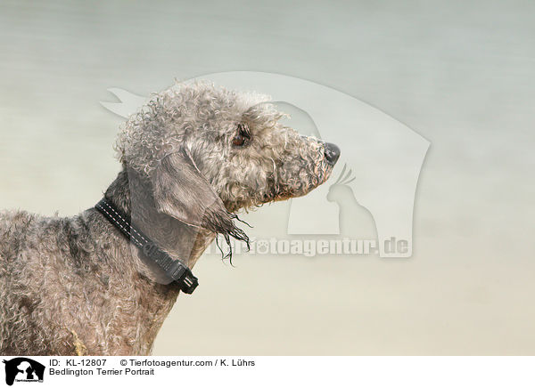 Bedlington Terrier Portrait / KL-12807