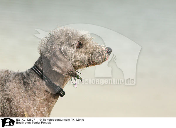 Bedlington Terrier Portrait / Bedlington Terrier Portrait / KL-12807
