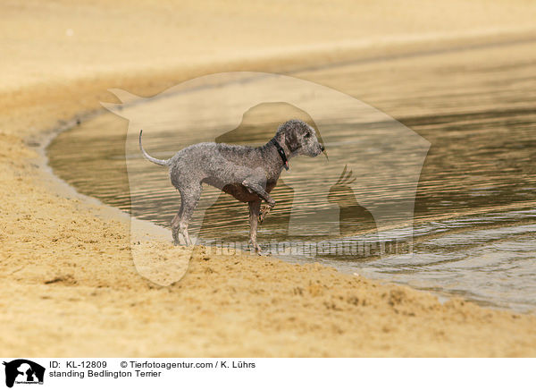 standing Bedlington Terrier / KL-12809