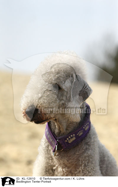 Bedlington Terrier Portrait / KL-12810
