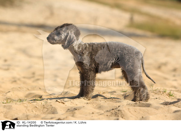 standing Bedlington Terrier / KL-14200