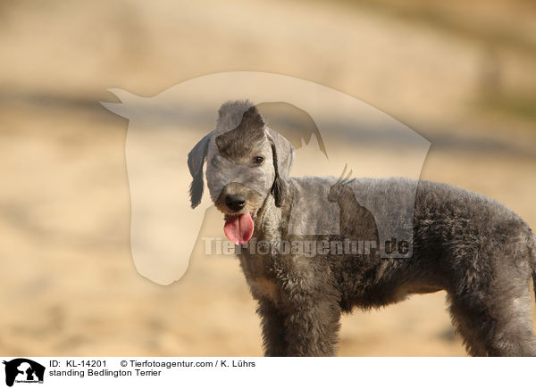 standing Bedlington Terrier / KL-14201