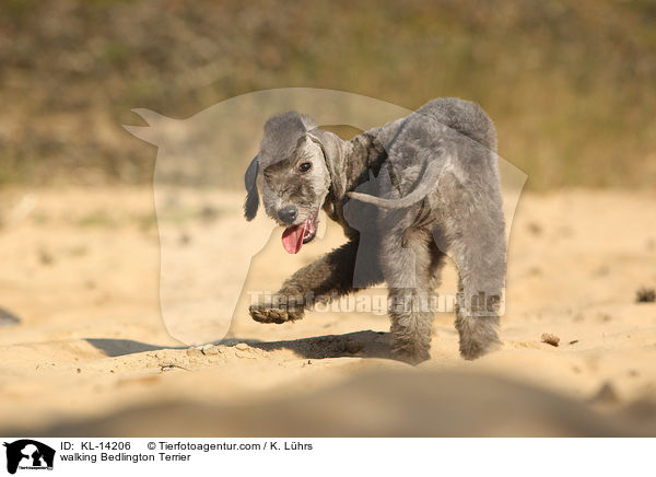 laufender Bedlington Terrier / walking Bedlington Terrier / KL-14206