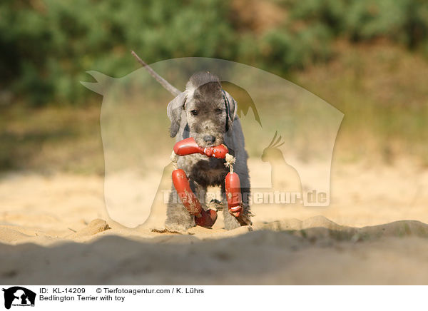 Bedlington Terrier with toy / KL-14209