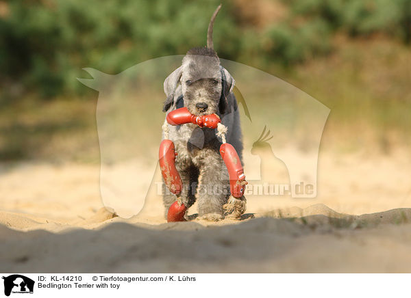 Bedlington Terrier with toy / KL-14210