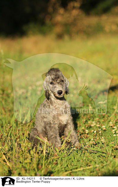 Bedlington Terrier Puppy / KL-14211