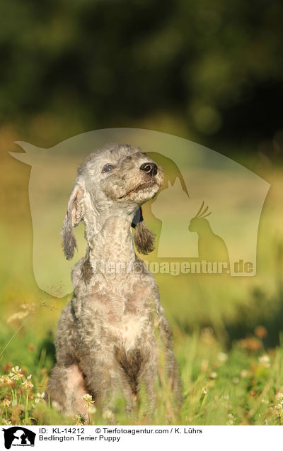 Bedlington Terrier Puppy / KL-14212