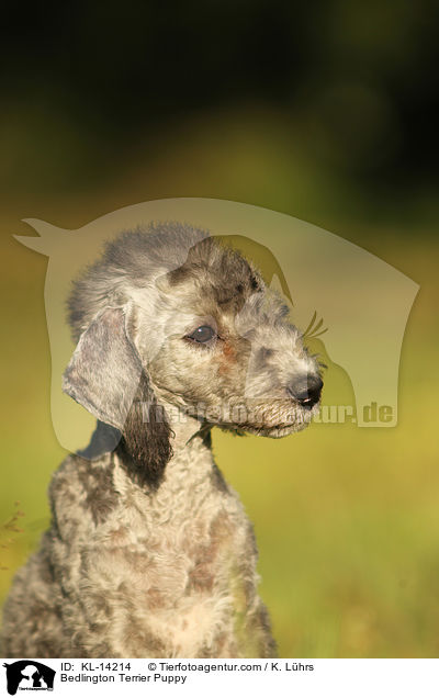 Bedlington Terrier Puppy / KL-14214