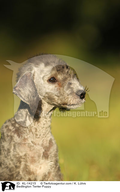Bedlington Terrier Welpe / Bedlington Terrier Puppy / KL-14215