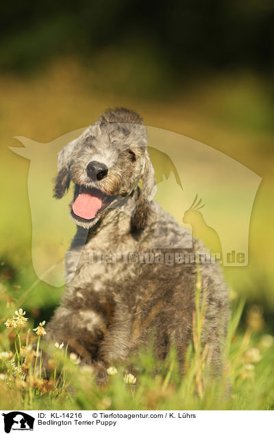 Bedlington Terrier Puppy / KL-14216