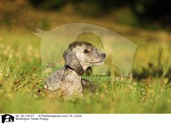 Bedlington Terrier Puppy / KL-14217
