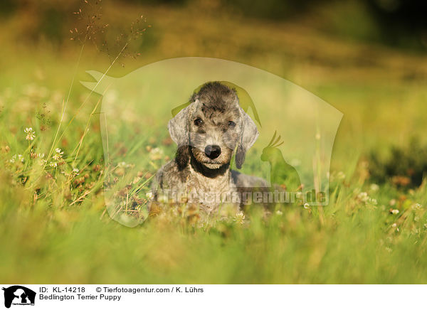 Bedlington Terrier Puppy / KL-14218